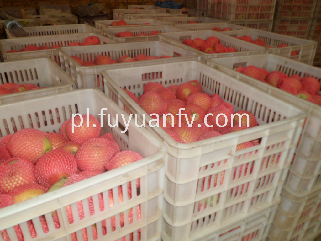 qinguan apple from China